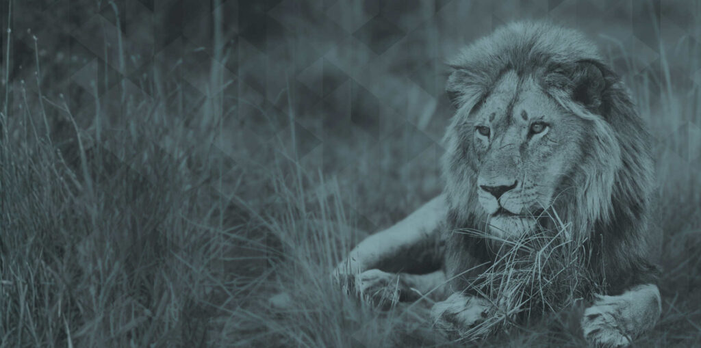 Managed Originations photo