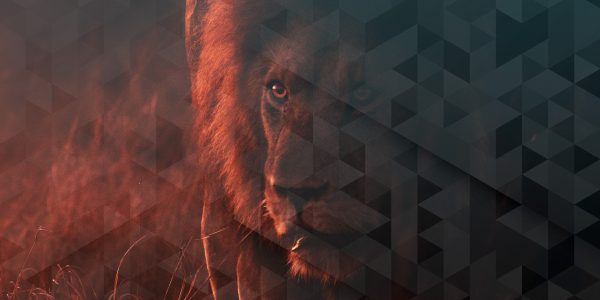 A lion on the hunt